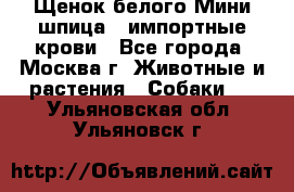 Щенок белого Мини шпица , импортные крови - Все города, Москва г. Животные и растения » Собаки   . Ульяновская обл.,Ульяновск г.